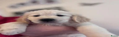 Golden Retriever Puppy 2