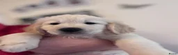 Golden Retriever dogs for sale: Beautiful Golden Retriever puppies - Advert 21
