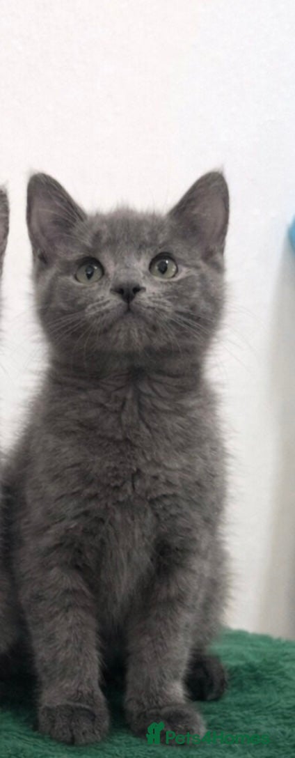 Mixed Breed cats British shorthair x ragdoll  - Advert 7