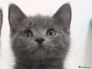 Mixed Breed cats British shorthair x ragdoll - Advert 7