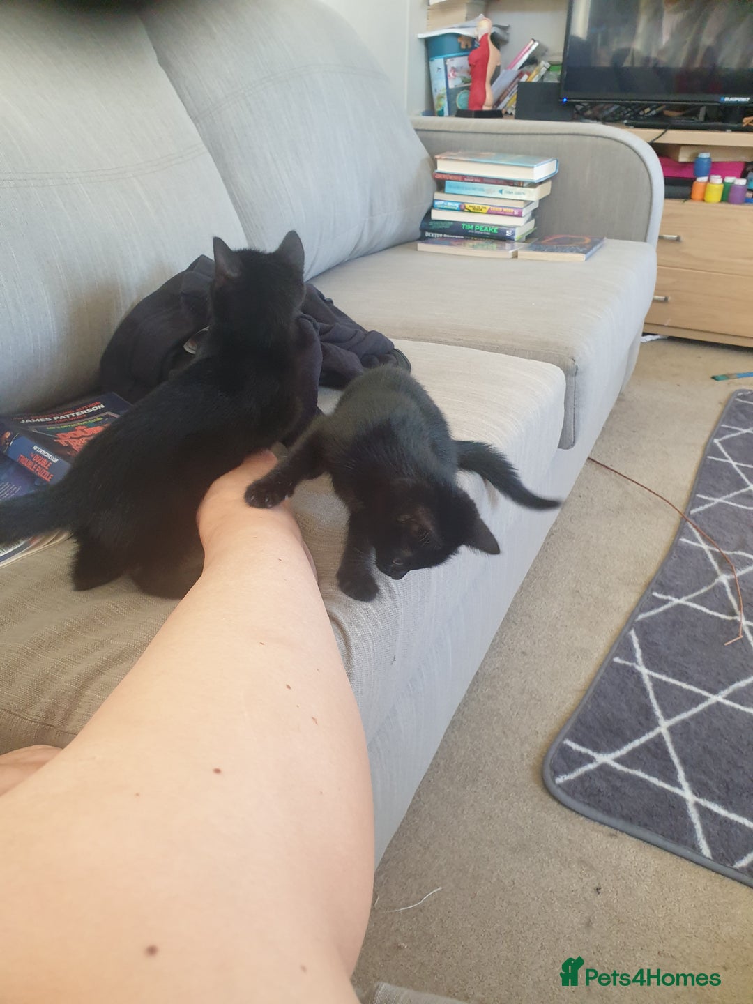 Bengal cats for sale: Bengal X kittens for sale - Image 2