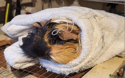 Guinea Pig rodents for sale: Sheltie  - Image 1