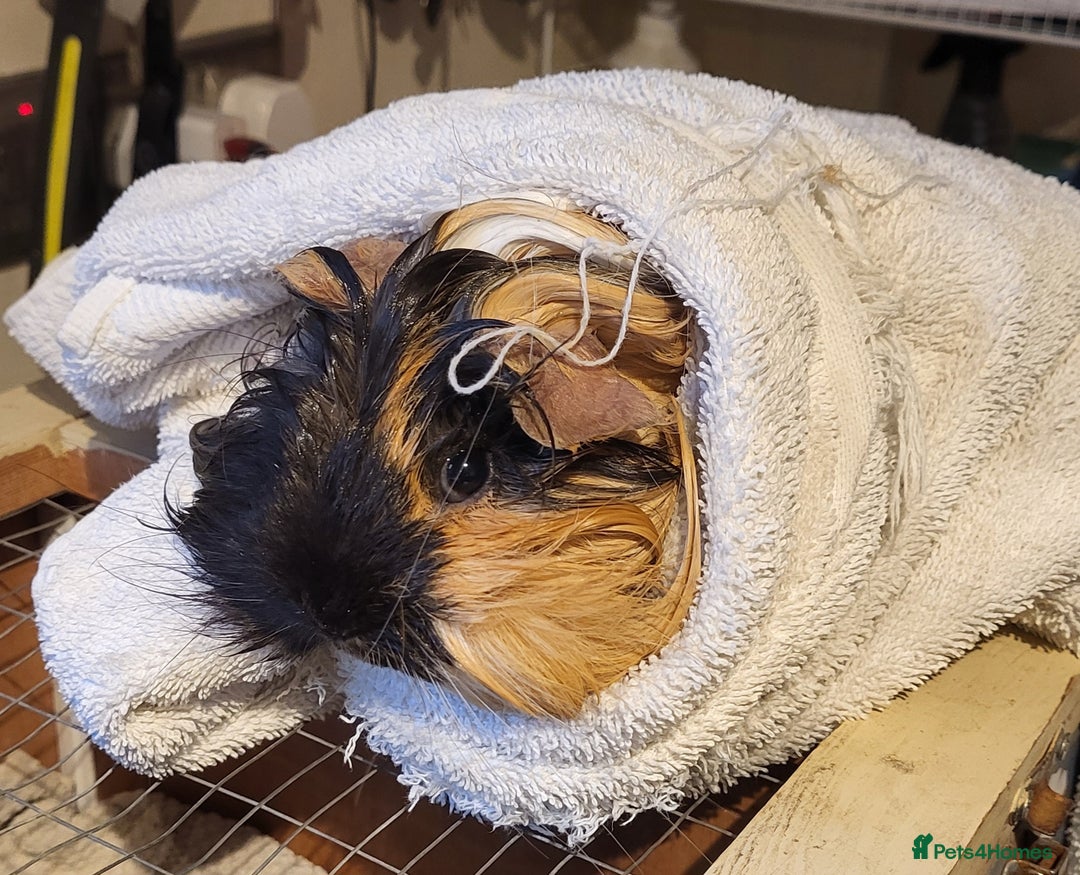 Guinea Pig rodents for sale: Sheltie  - Image 1