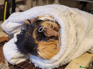 Guinea Pig rodents - Advert 12