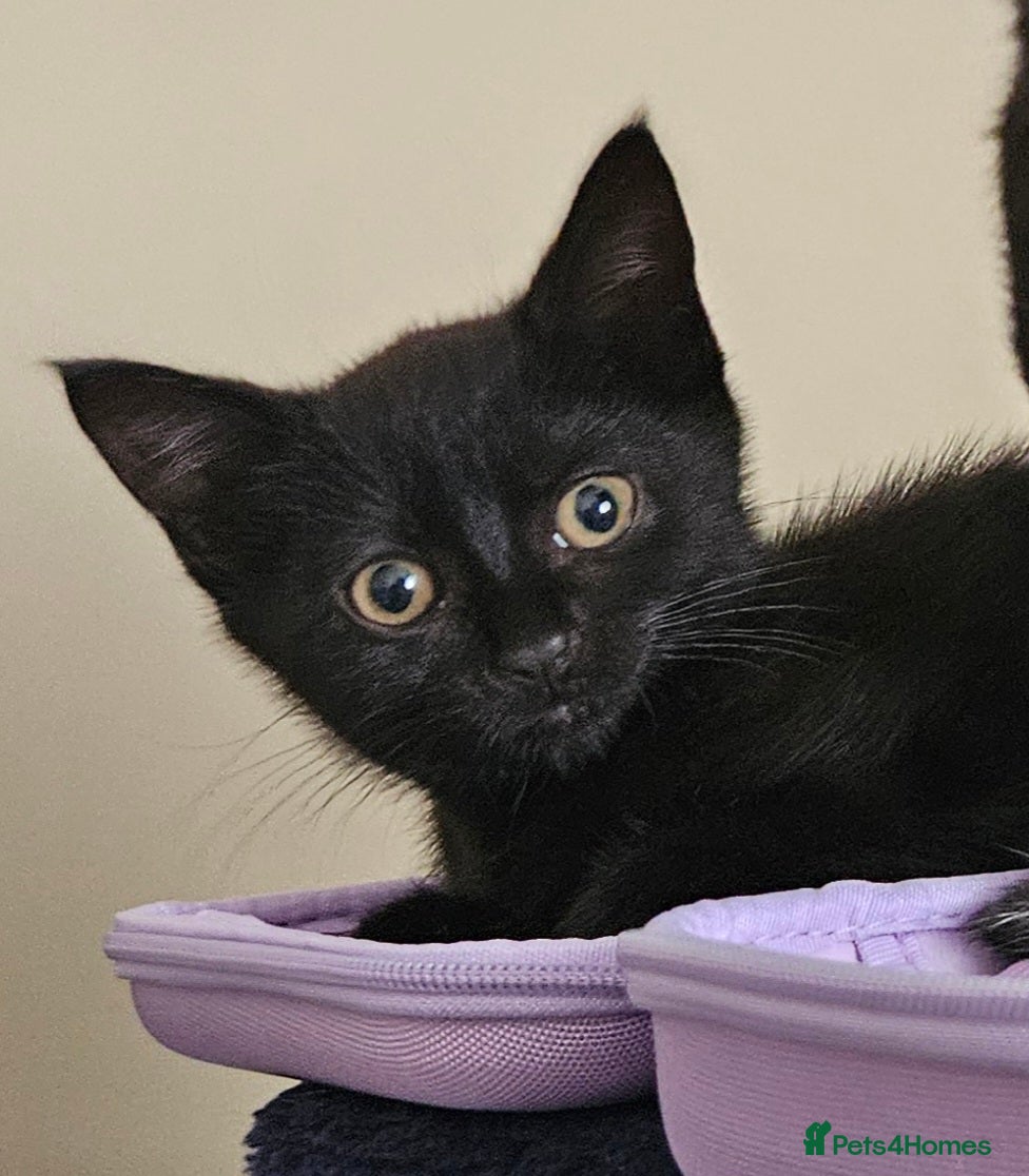 Domestic Shorthair cats Kitten for sale - Advert 13