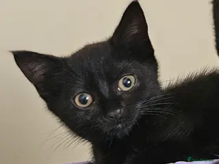 Domestic Shorthair cats Kitten for sale - Advert 13