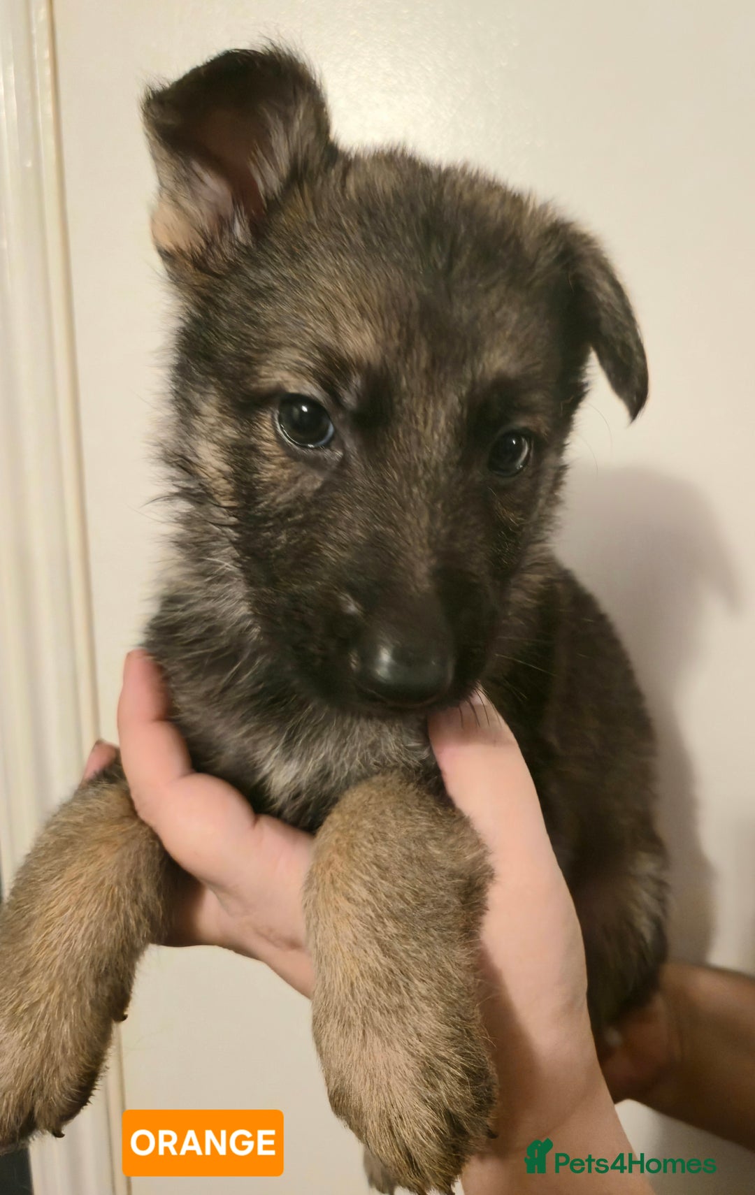 German Shepherd dogs for sale: German Shepherd Puppies - Advert 12