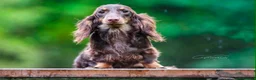 Miniature Dachshund dogs for sale: 2 Beautiful Longhair Miniature Dachshund Puppies - Advert 11