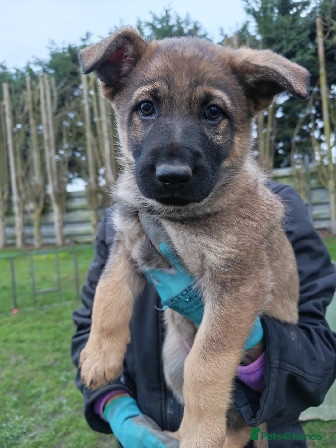 German Shepherd dogs for sale: KC Working Line GSD pups. - Advert 2