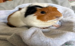 Guinea Pig rodents for sale: 3 female guinea pigs  - Image 8