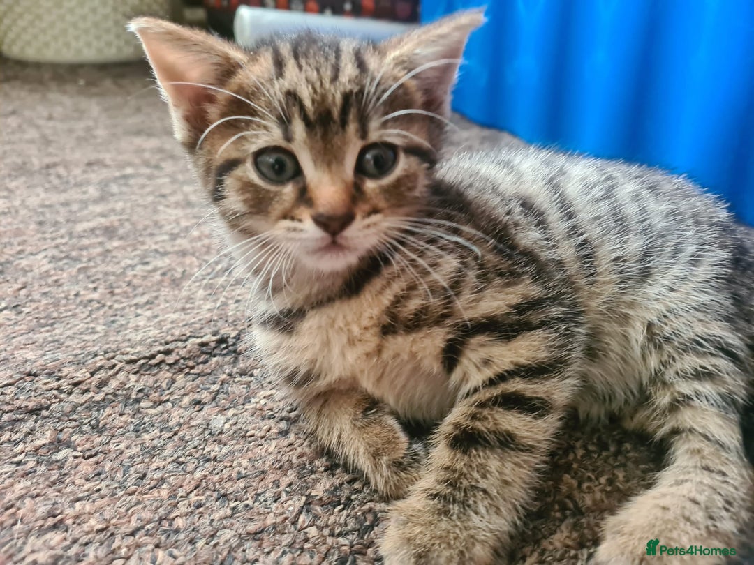 Domestic Shorthair cats for sale: 5 beautiful kittens for sale - Image 5