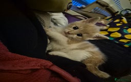 Mixed Breed cats for sale: Kittens looking for forever homes - Image 2
