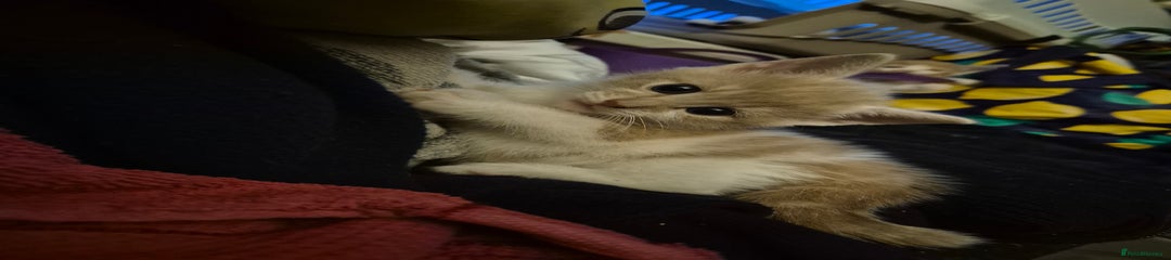 Mixed Breed Kitten 1