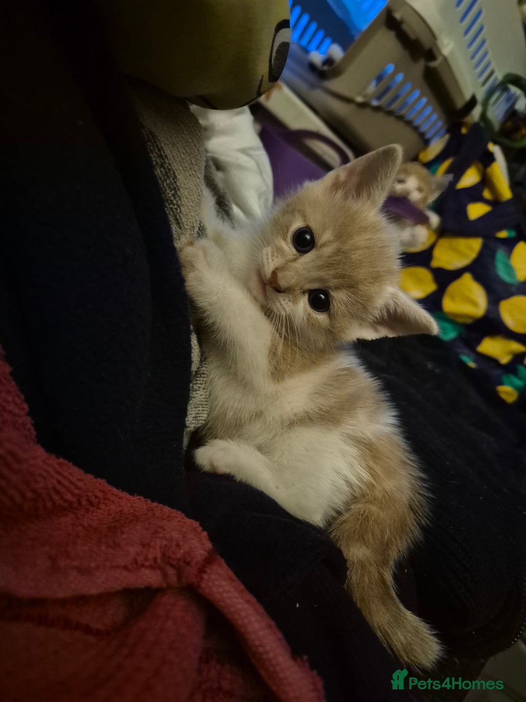 Mixed Breed cats for sale: Kittens looking for forever homes - Image 2