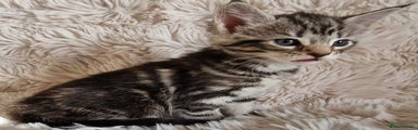 Maine Coon Kitten 5