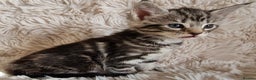 Maine Coon cats for sale: MAINE COONE KITTENS POLYDACTYL&NON POLYDACTYL   - Advert 12