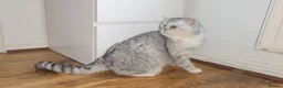 British Shorthair cats for sale: Blue eyed Golden British Shorthair female & male - Advert 3