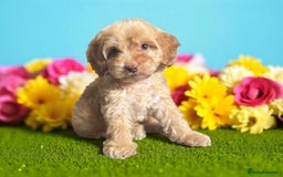 Cockapoo dogs for sale: ⭐️READY NOW⭐️ chocolate tri colour health clear - Image 4