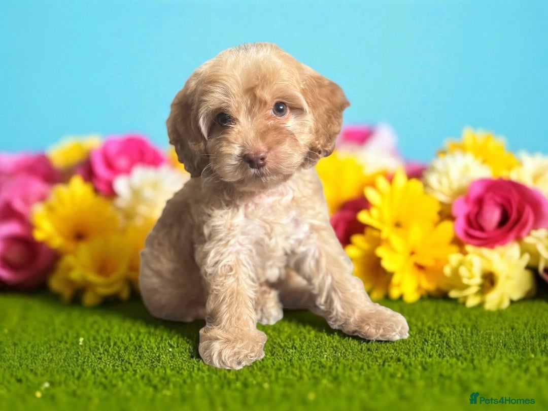 Cockapoo dogs for sale: ⭐️READY NOW⭐️ chocolate tri colour health clear - Image 4