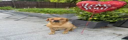 Labrador Retriever dogs for sale: Beautiful KC Registered Working Labrador pups in Leyland - Advert 14