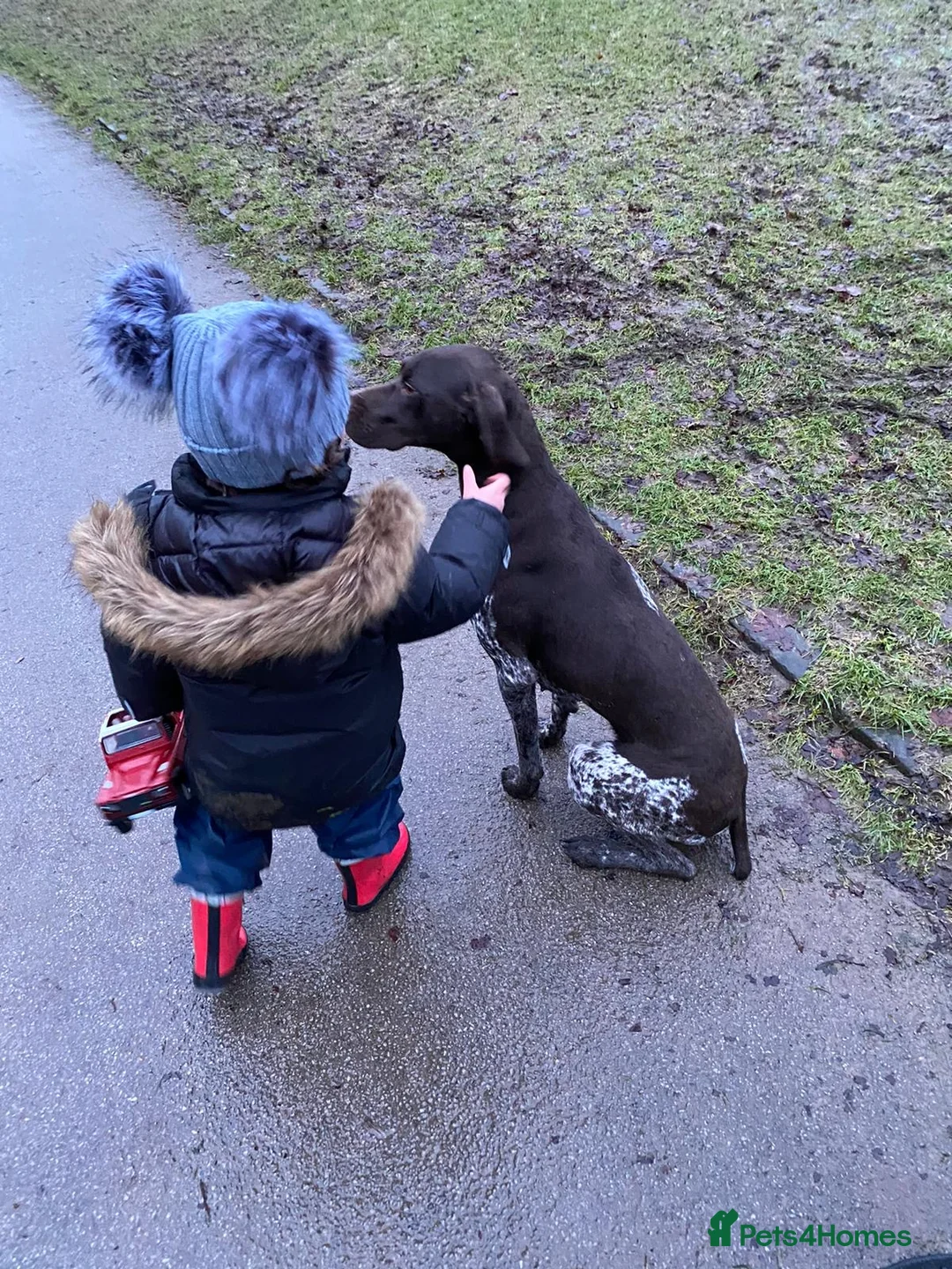 German Shorthaired Pointer dogs for sale:  Loving Home Needed for Our Beautiful GSP - Advert 7