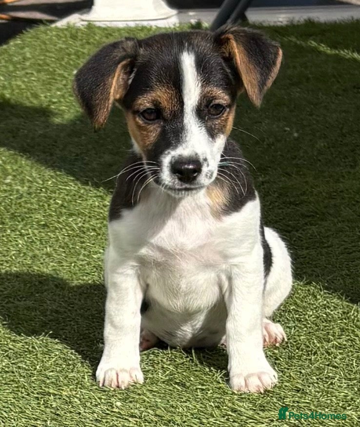 Jack Russell dogs 9 weeks old Traditional short-legged Jack Russell. - Advert 1