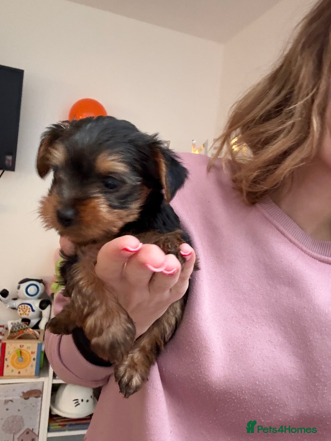 Yorkshire Terrier dogs for sale: Yorkshire puppy - Advert 6