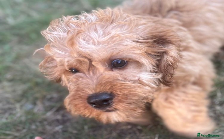Cavapoo dogs - Advert 7
