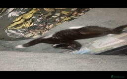 British Shorthair cats for sale: Looks black and white but up close is dark stripes - Image 4