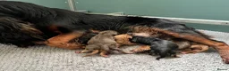 Cocker Spaniel dogs for sale: KC COCKER PUPS BLACK WHITE CHOCOLATE TAN TRI RED - Advert 5