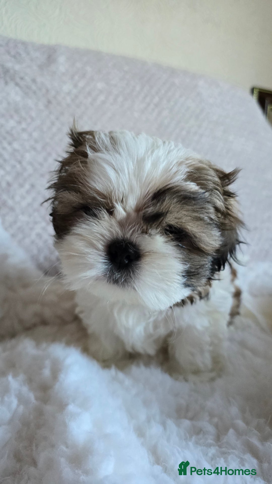 Shih Tzu dogs for sale: Two Shih Tzu female - Advert 3