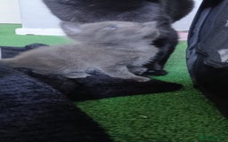 British Shorthair cats for sale: 3 beautiful kittens - Image 18