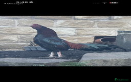 Chickens poultry for sale: Aseel rooster hens mianwali begum cheena saleta - Image 14