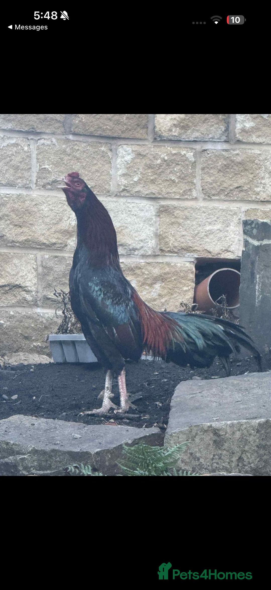 Chickens poultry for sale: Aseel rooster hens mianwali begum cheena saleta - Image 14