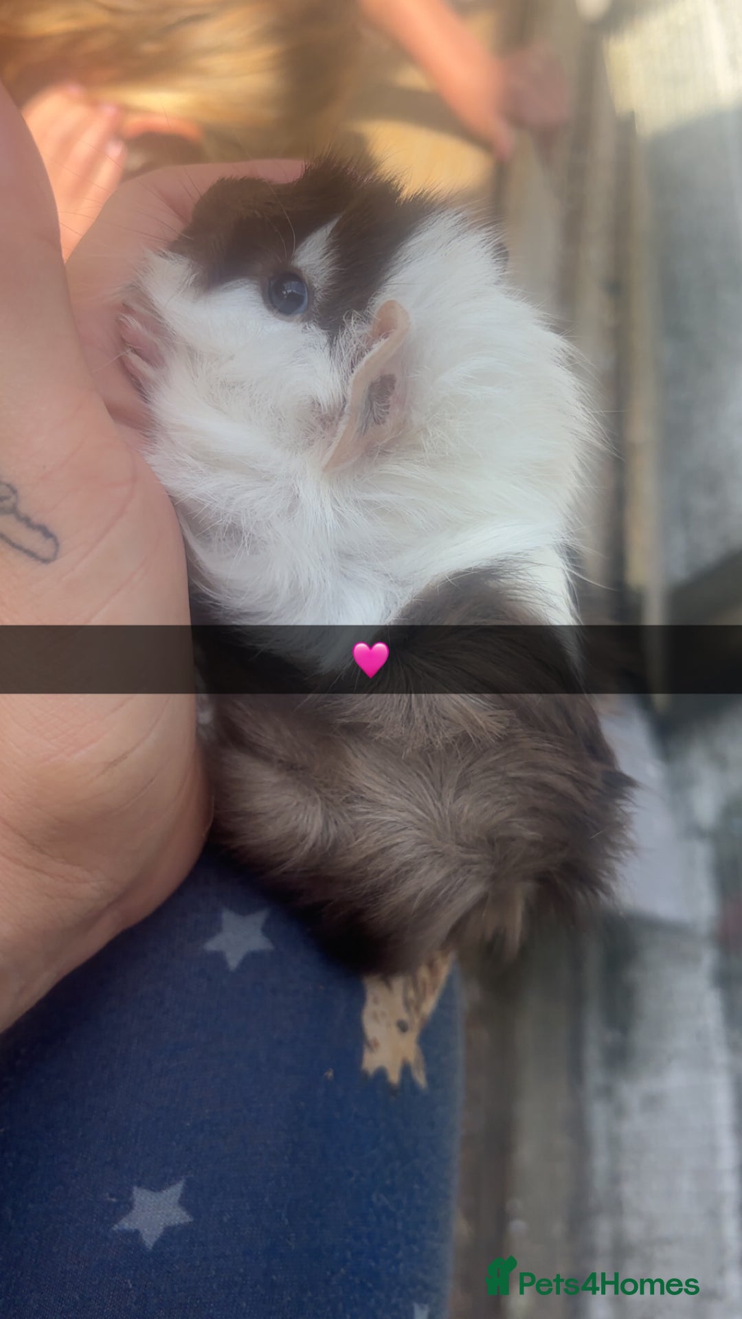 Guinea Pig rodents for sale: Variety of baby Guinea pigs  - Image 1
