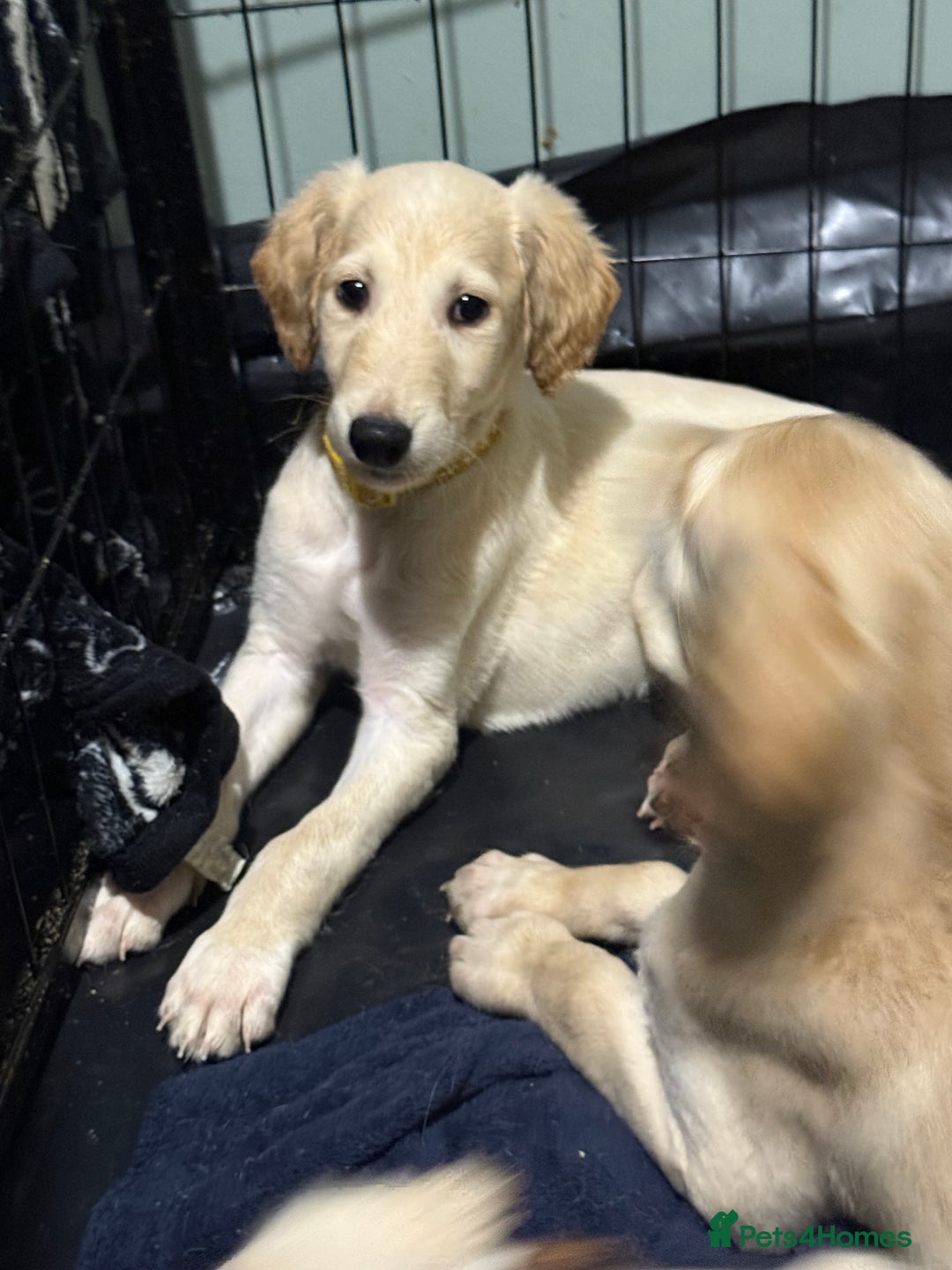 Saluki dogs for sale: Saluki  - Image 12