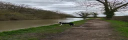Border Collie dogs for sale: 12 month Border Collie Male - Advert 7