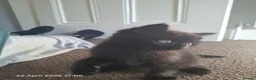 Mixed Breed cats for sale: Kittens for sale  - Advert 6