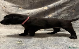 Labrador Retriever dogs for sale: Labrador retriever puppies  - Advert 18