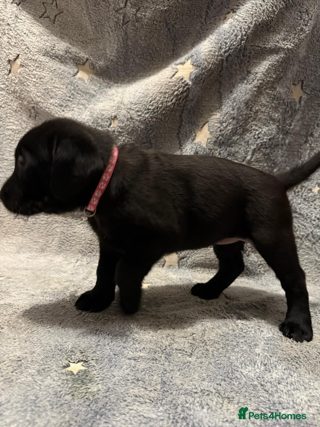 Labrador Retriever dogs for sale: Labrador retriever puppies  - Advert 18