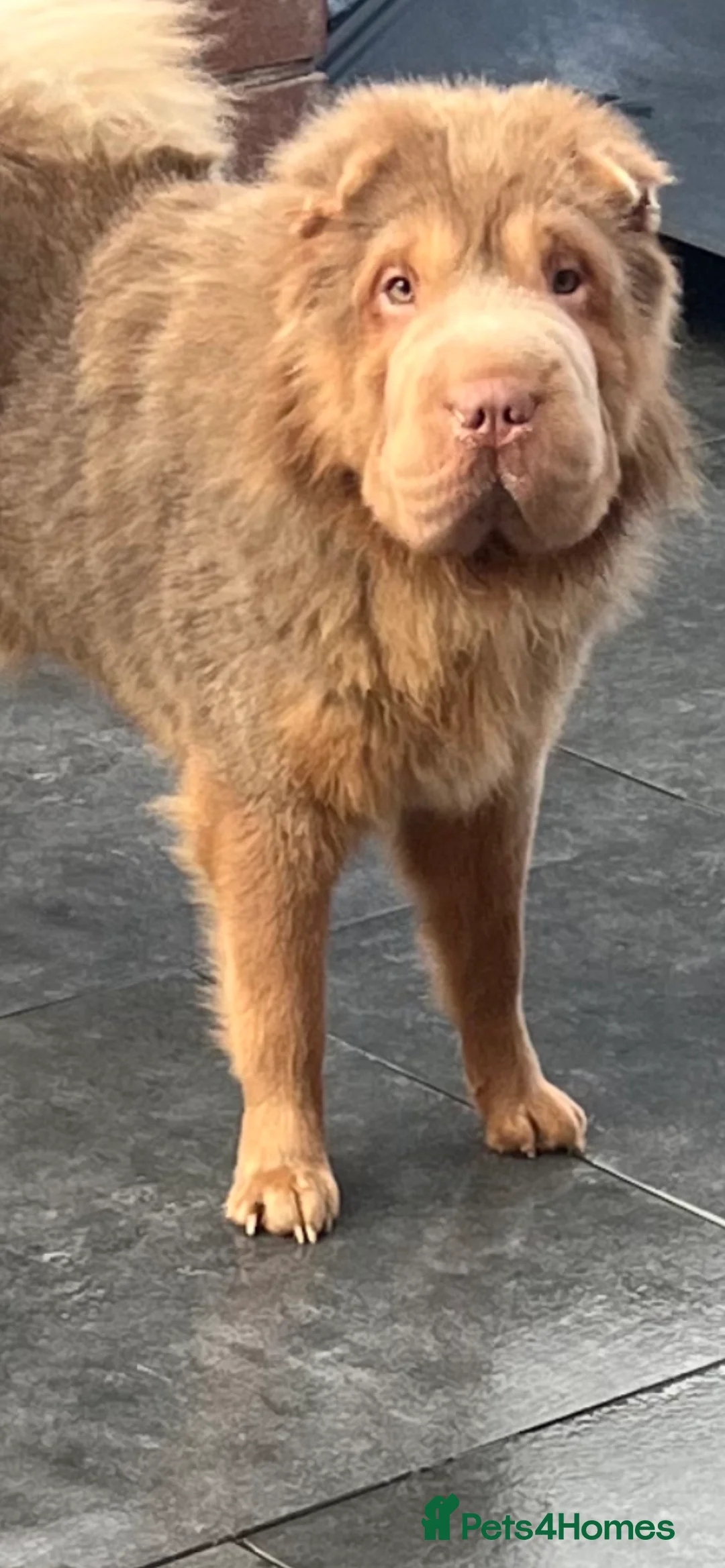 Shar Pei dogs for stud: kc reg health tested bva eye tested  in Sunderland - Advert 4