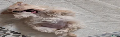 Maltipoo 2