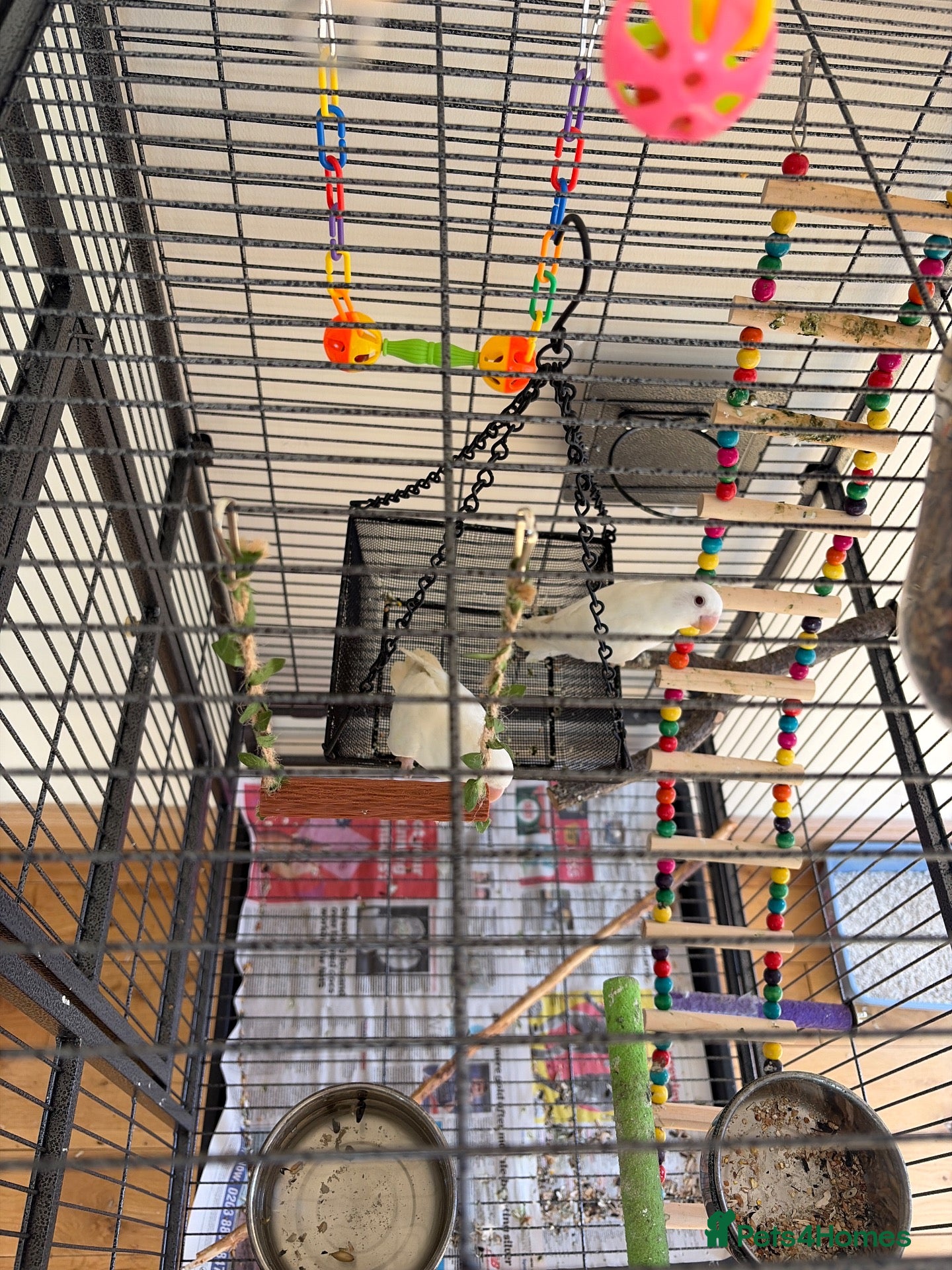 Lovebirds birds Beautiful Pair of Albino Lovebirds for Sale – - Advert 8
