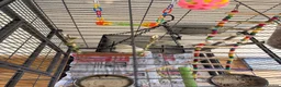 Lovebirds birds for sale: Beautiful Pair of Albino Lovebirds for Sale – in Stanmore - Advert 1