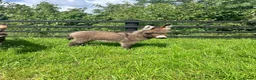Donkey livestock for sale: Handsome Miniature Mediterranean Jack in Kidwelly - Advert 1