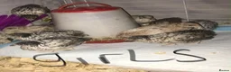 Quail poultry for sale: QUAILS,POINT OF LAY CHINESE BUTTONS ! - Advert 2