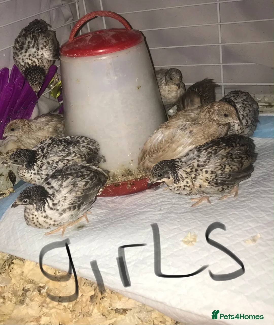 Quail poultry for sale: QUAILS,POINT OF LAY CHINESE BUTTONS ! - Advert 2