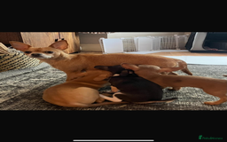 Chihuahua dogs for sale: 3 chihuahua pups 1 female 2 male - Image 9
