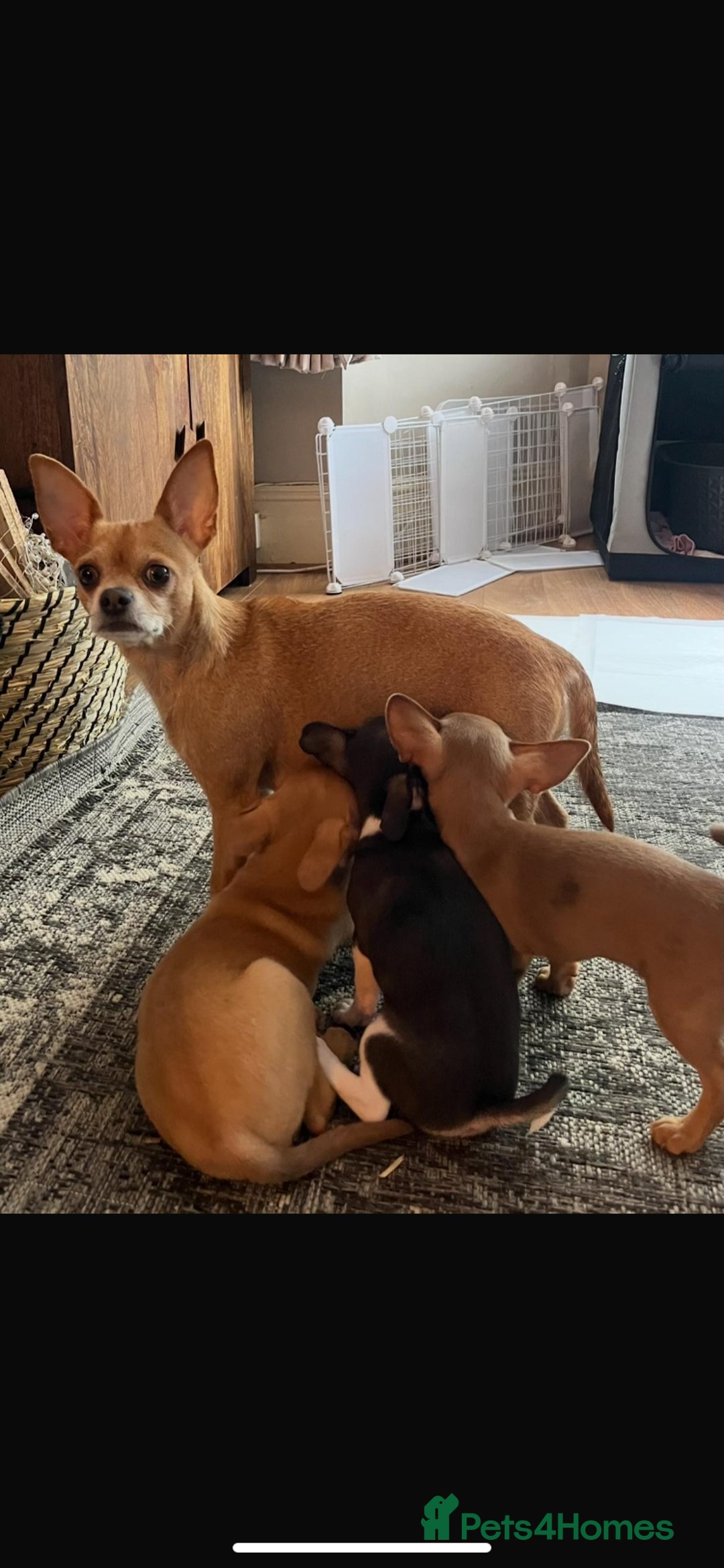 Chihuahua dogs for sale: 3 chihuahua pups 1 female 2 male - Image 9