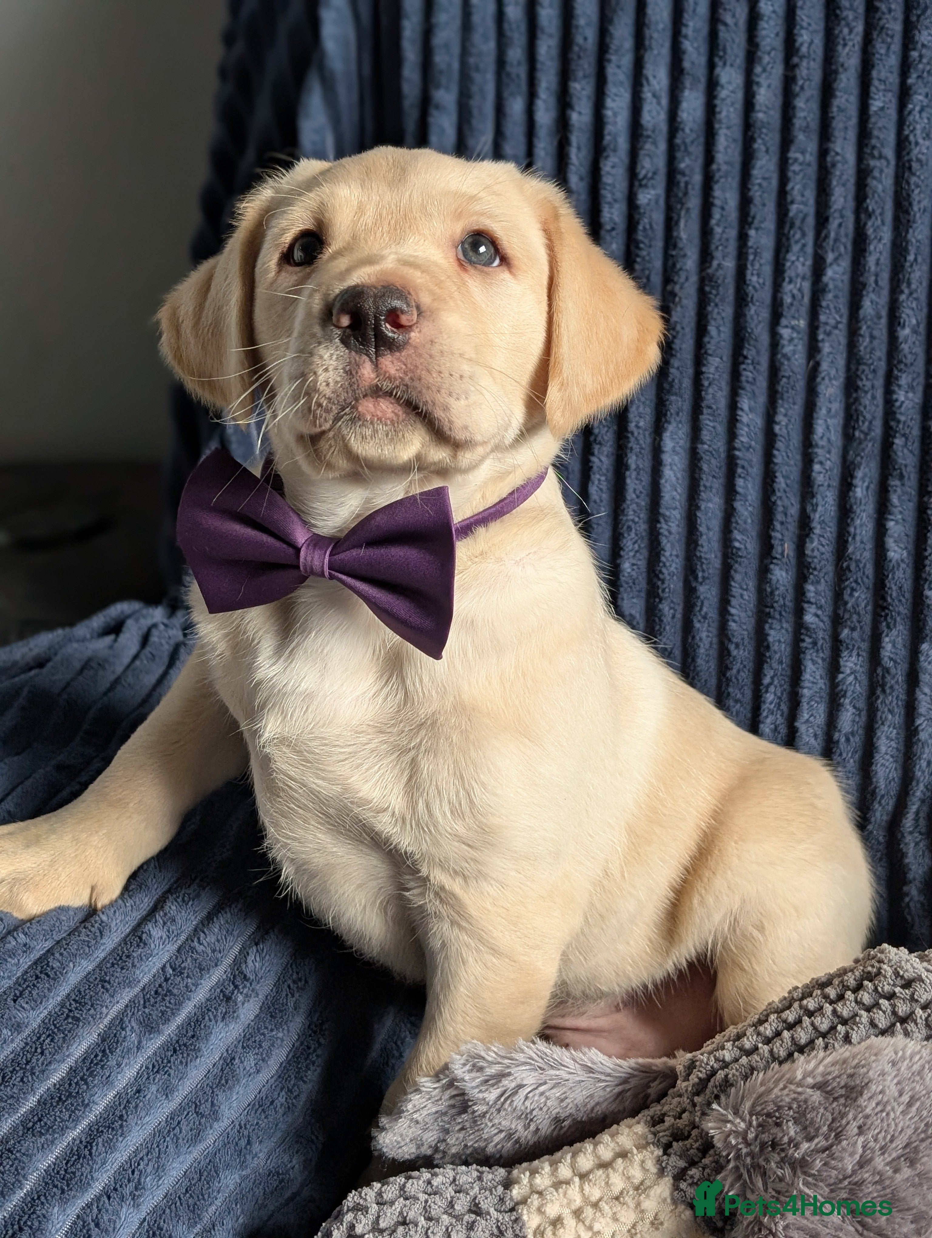 Labrador Retriever dogs Gorgeous Labrador puppies from good working lines  - Advert 3